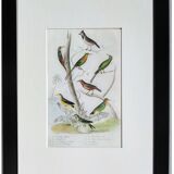 Set of 4 Ornithological plates Buffon 1838 "Lark, Quail, Tit, Troupial"