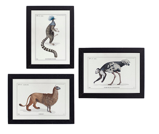 Set of 3 chimeras lithograph animal engraving