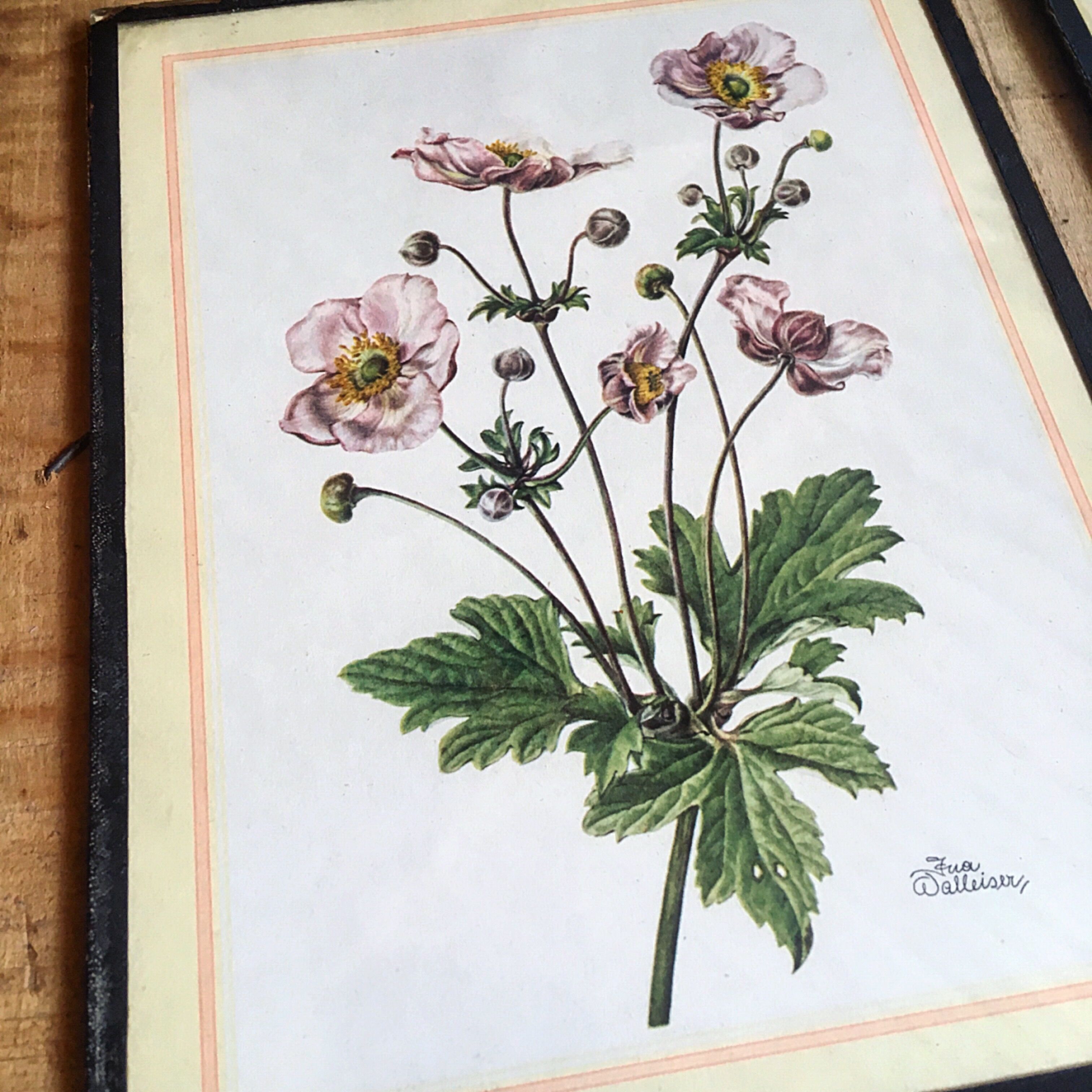 Set of three illustrations of vintage flowers under glass, 1960/1970s