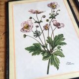 Set of three illustrations of vintage flowers under glass, 1960/1970s