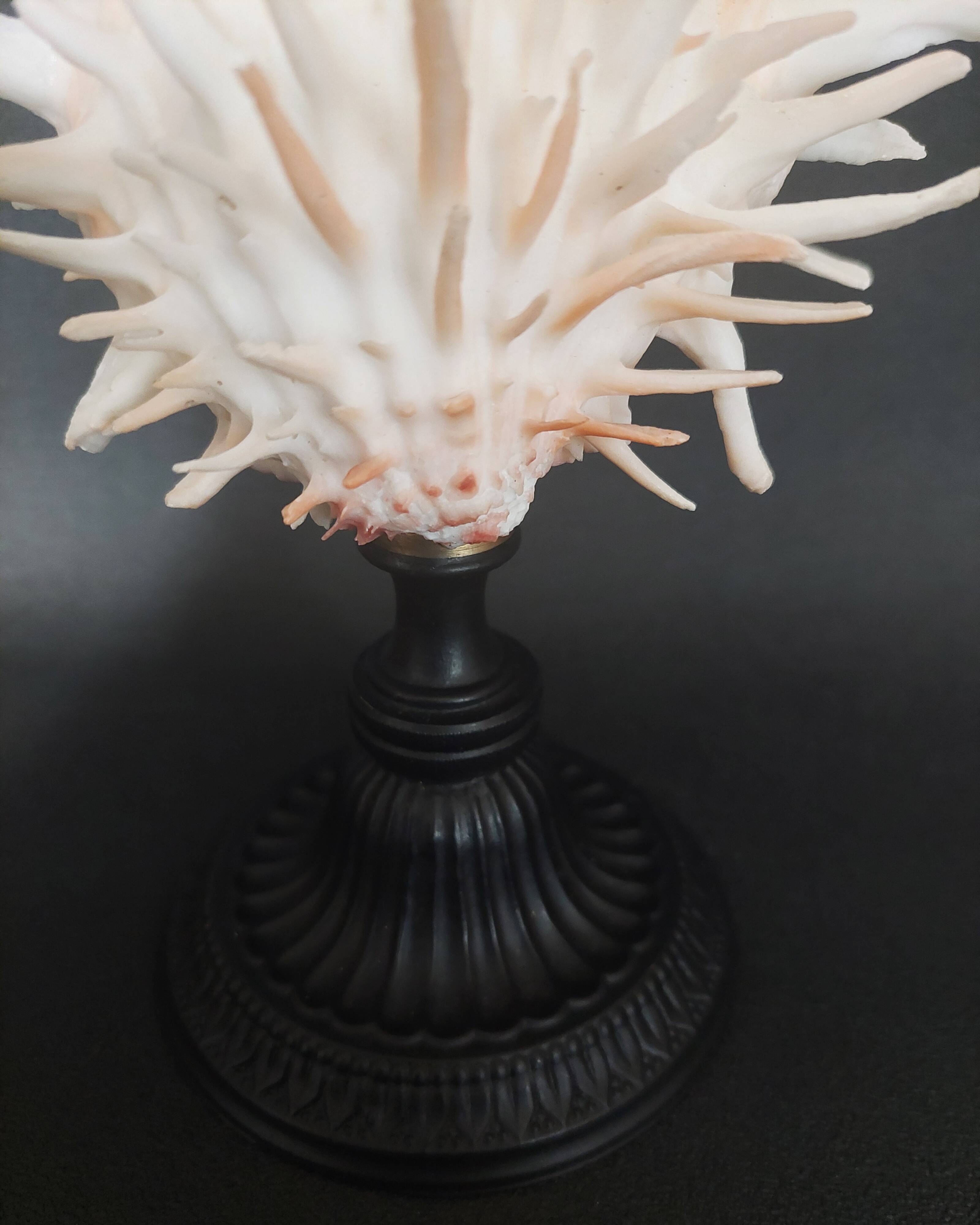 Cabinet of Curiosities Spondylus americanus shell on base