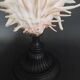 Cabinet of Curiosities Spondylus americanus shell on base