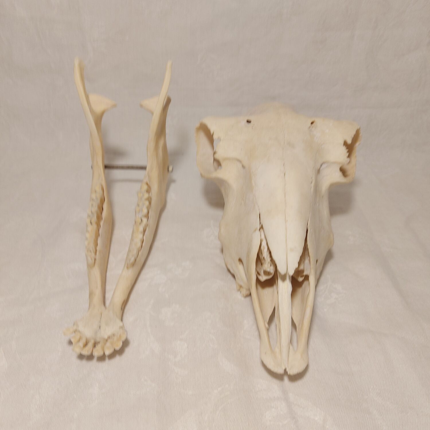 Sheep skull