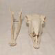 Sheep skull