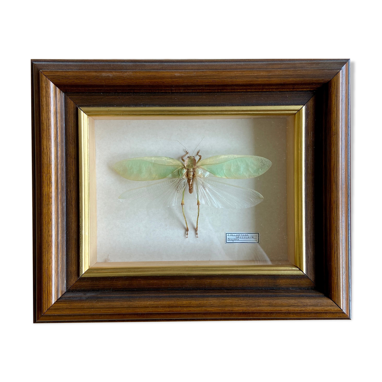Insecte encadré - Cycloptera Speculata de Guyane