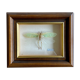 Insecte encadré - Cycloptera Speculata de Guyane