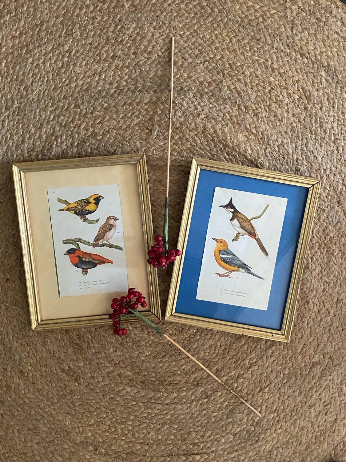 Ornithological frames “birds in cages”.