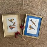 Ornithological frames “birds in cages”.