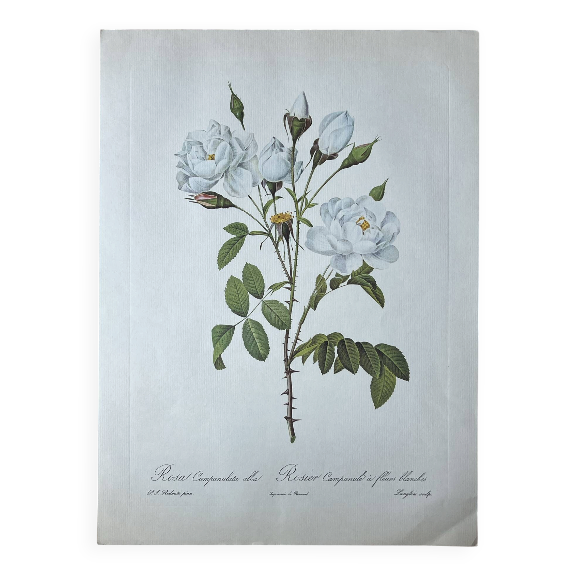 Planche botanique - Rosier Campanulé à fleurs blanches - 40,4x29,9cm