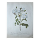 Planche botanique - Rosier Campanulé à fleurs blanches - 40,4x29,9cm