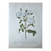 Botanical plate - Campanulate Rose with white flowers - 40.4x29.9cm
