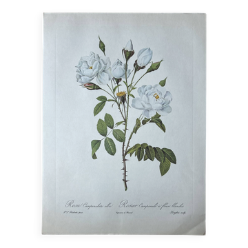 Botanical plate - Campanulate Rose with white flowers - 40.4x29.9cm