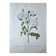 Planche botanique - Rosier Campanulé à fleurs blanches - 40,4x29,9cm