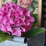 Zinc planter