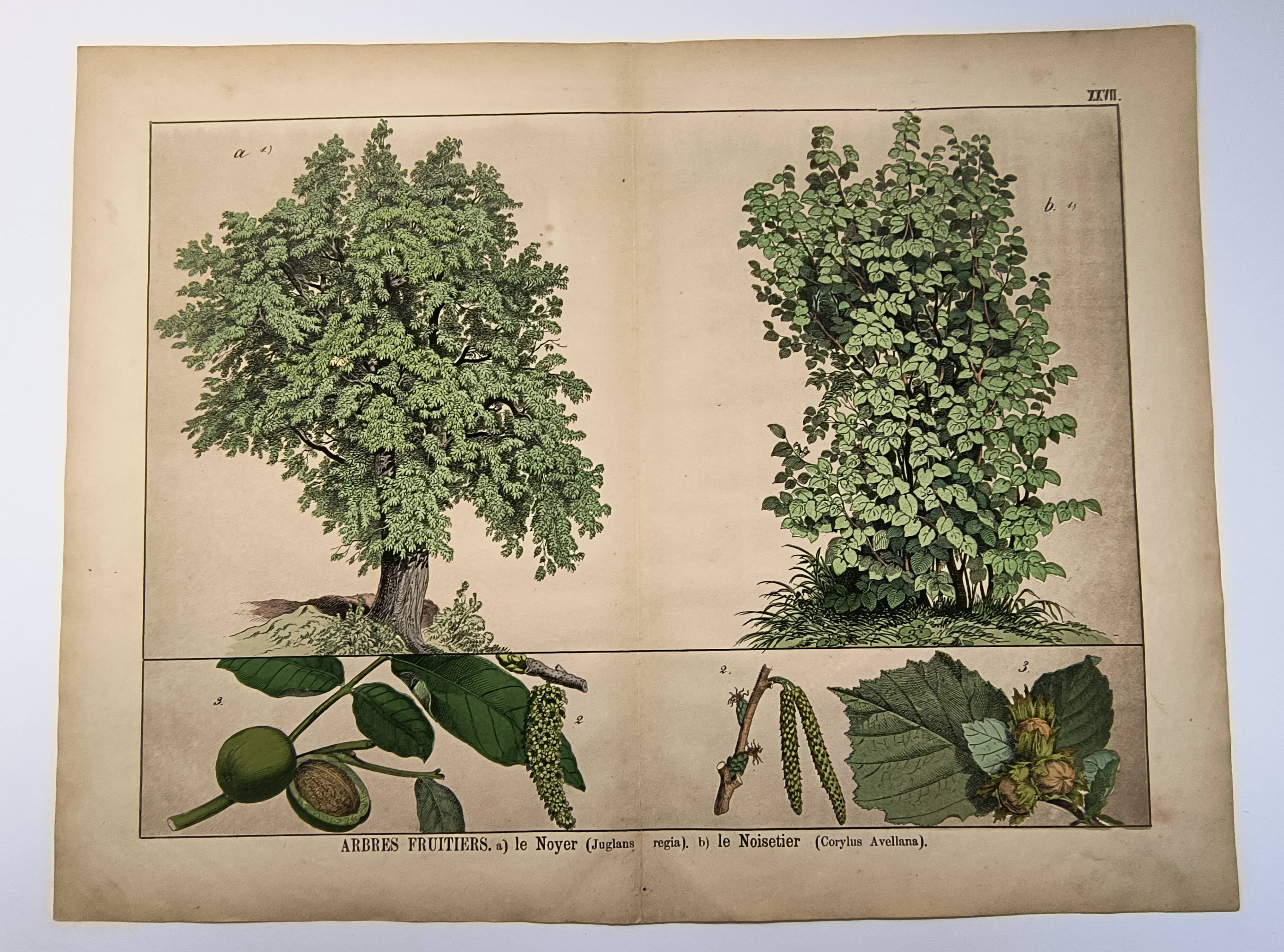 Botanical engraving 1870 - Walnut and Hazelnut - Tree Plate
