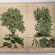 Botanical engraving 1870 - Walnut and Hazelnut - Tree Plate