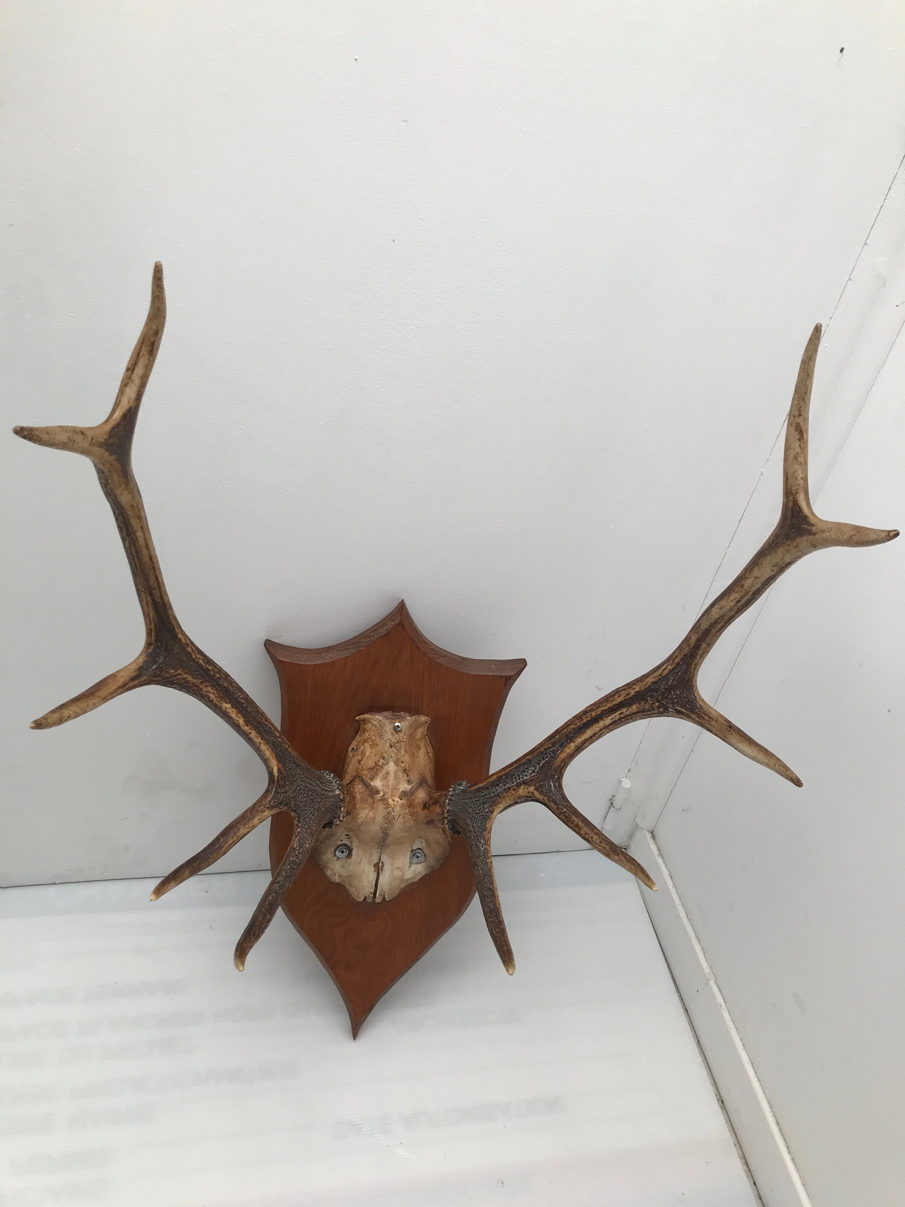 Deer trophy on wooden base 1960