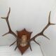 Deer trophy on wooden base 1960
