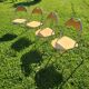 Set of 4 folding chairs, 1960-70