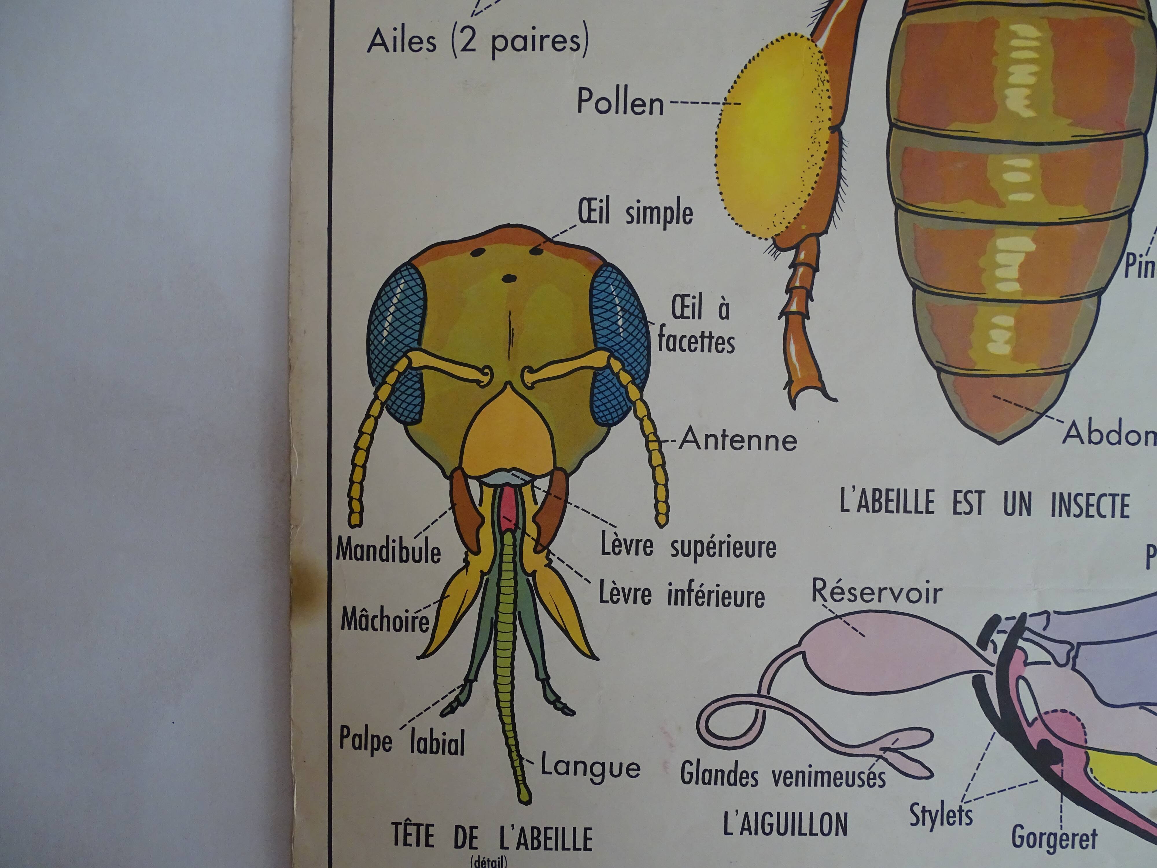 School poster on both sides anatomy fish and bee. Edition MDI.1964