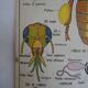 School poster on both sides anatomy fish and bee. Edition MDI.1964