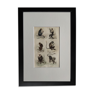 Planche zoologique originale " Guenon à museau allongé, camail - &c... " Buffon 1836