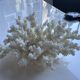 Decorative marine coral