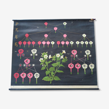 Ancienne affiche scolaire planche pédagogique botanique fleur toile peinte