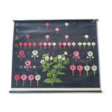 Old school poster botanical pedagogical board flower painted canvas