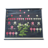 Old school poster botanical pedagogical board flower painted canvas
