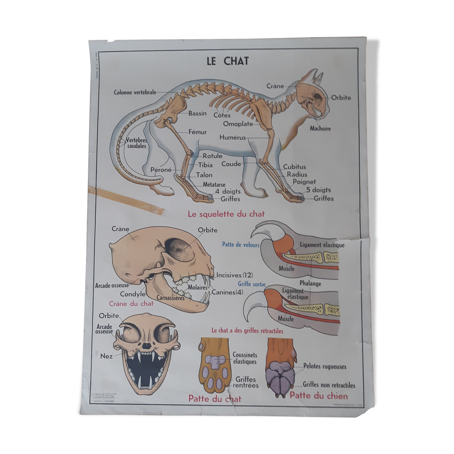 School poster pig and cat