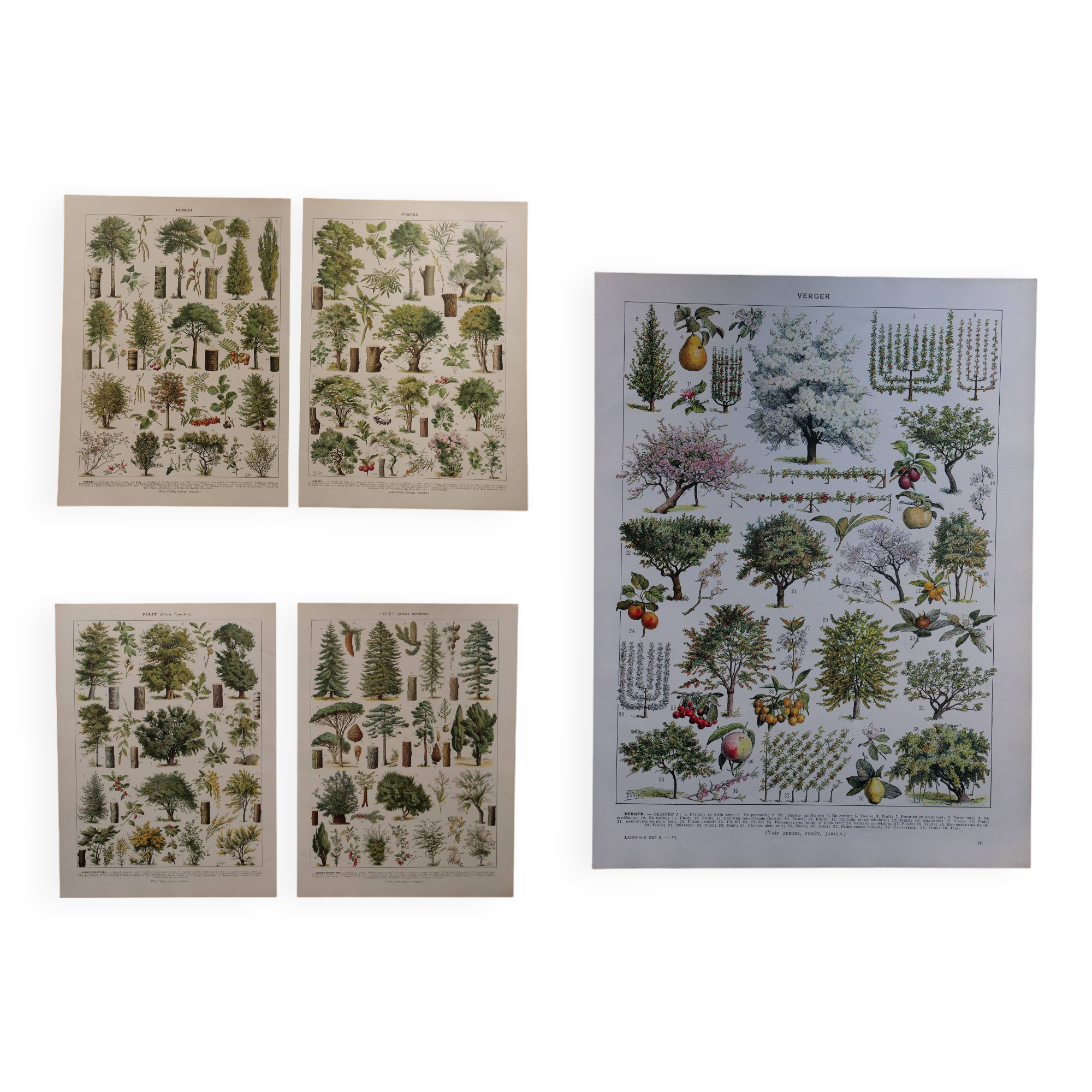 Set of 5 lithographs on trees, forest and orchard (reserved)