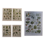 Lot de 5 lithographies sur les arbres, la forêt et le verger (reservé)