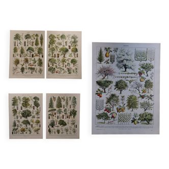 Lot de 5 lithographies sur les arbres, la forêt et le verger (reservé)