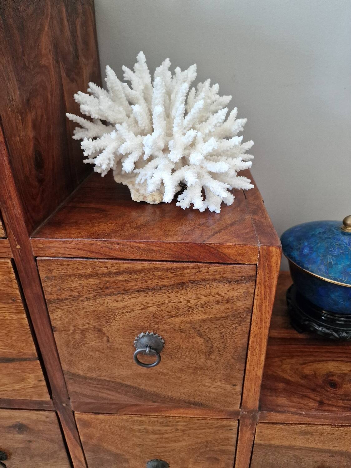 Large white coral
