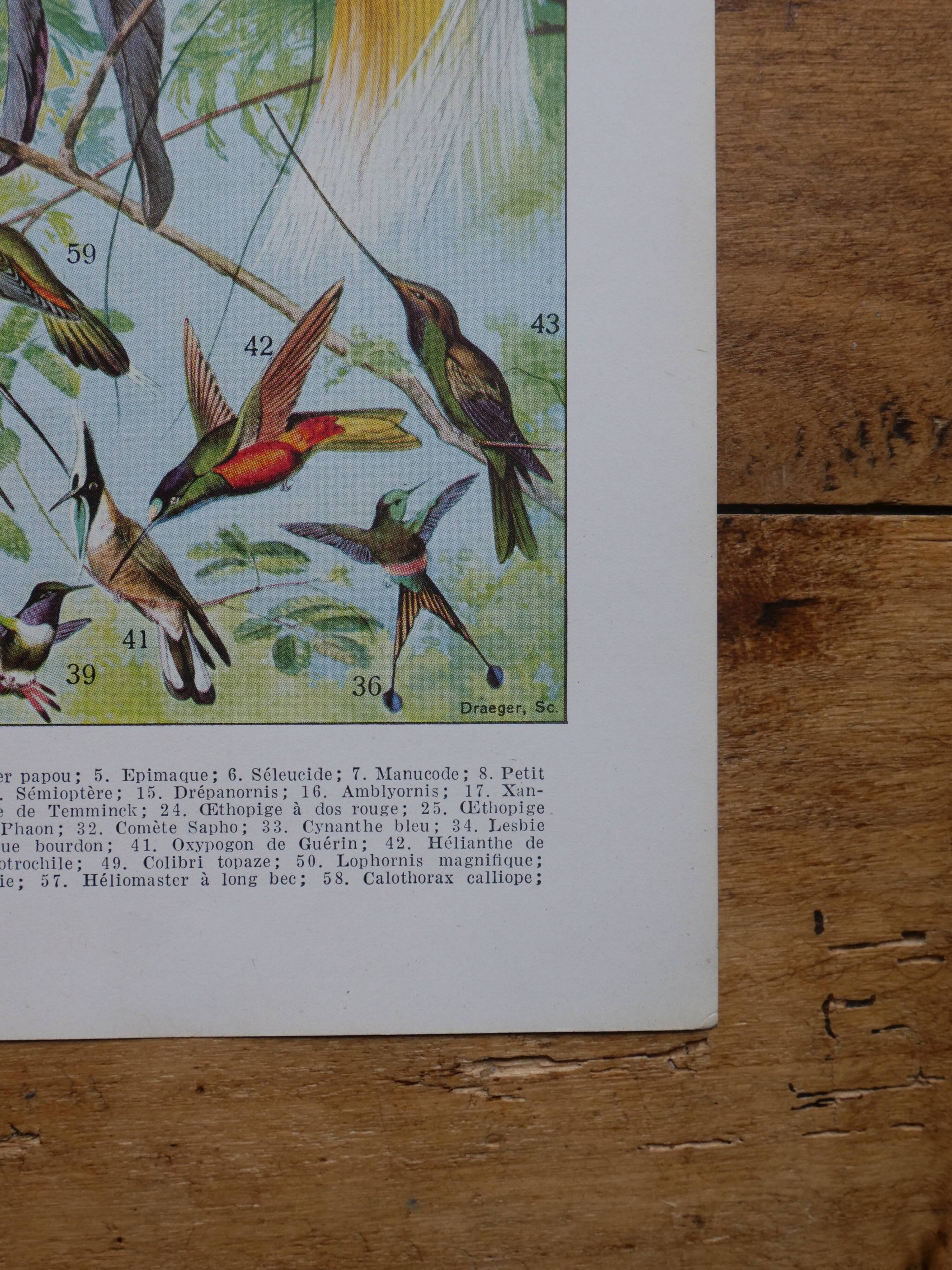 Original lithographs of birds of paradise and farmyard birds