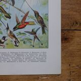 Lithographies originales sur les oiseaux de paradis et de basse-cour