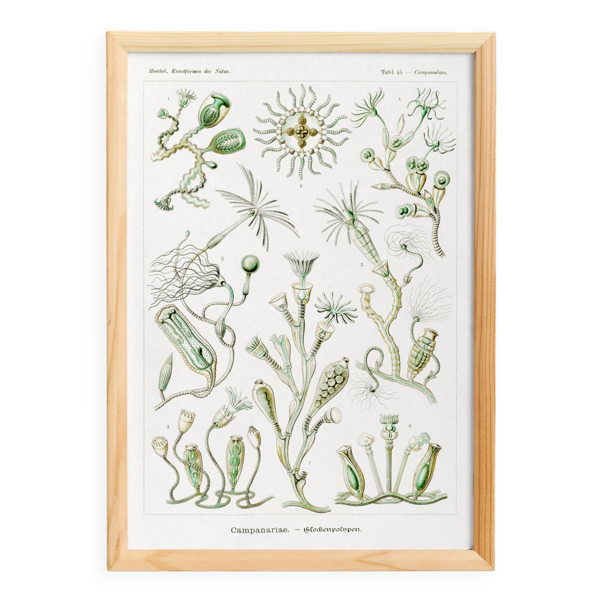 Poster about marine organisms, based on an old lithograph