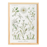 Poster about marine organisms, based on an old lithograph