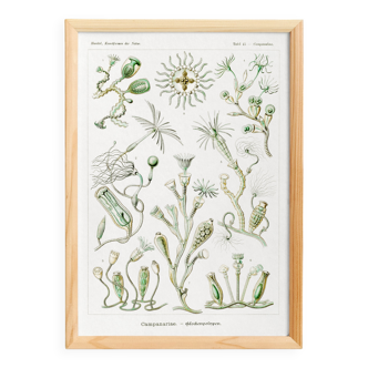 Poster about marine organisms, based on an old lithograph