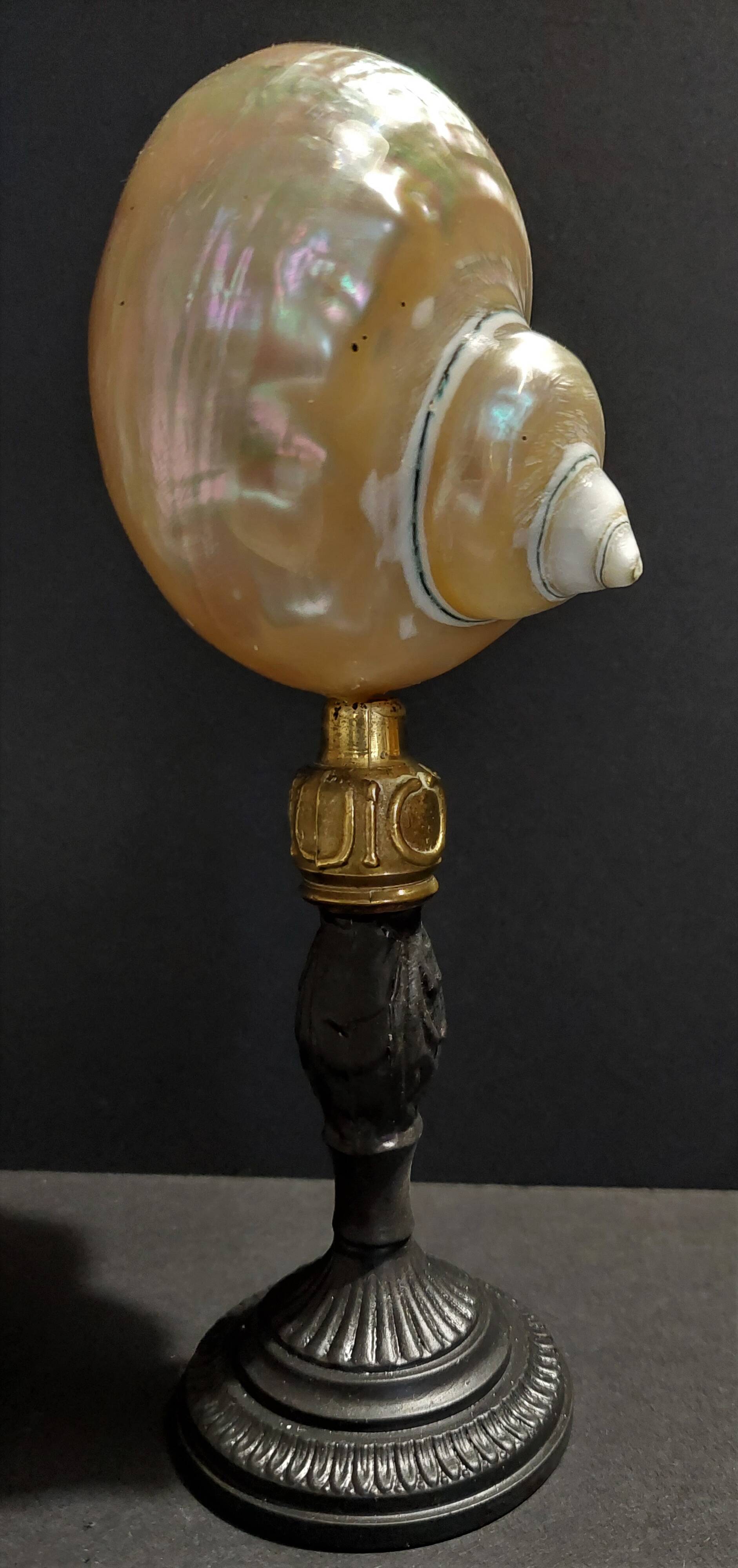 Cabinet of Curiosities pearly shell turbo imperialis on base