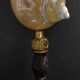 Cabinet of Curiosities pearly shell turbo imperialis on base