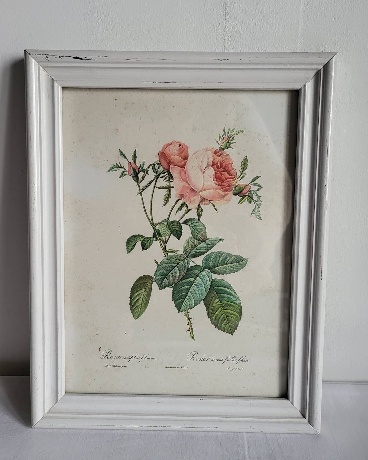 PJ Redouté - illustration botanique - Rosier à cent feuilles, Imp de R