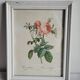 PJ Redouté - illustration botanique - Rosier à cent feuilles, Imp de R