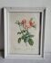 PJ Redouté - botanical illustration - Hundred-leaf rose, Imp of R