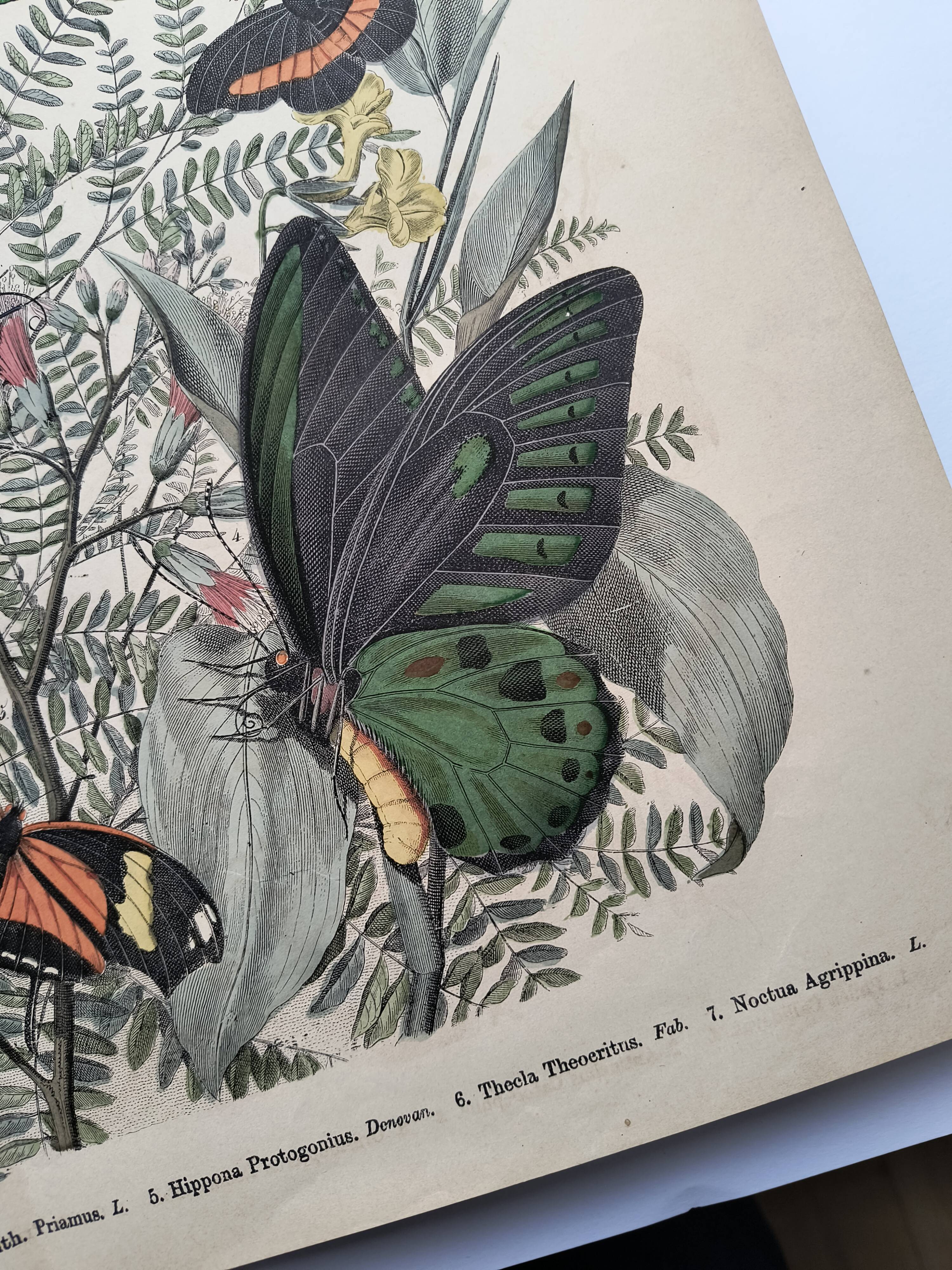 Engraving from 1886 - Tropical Butterflies (3) - Antique lithograph, plate