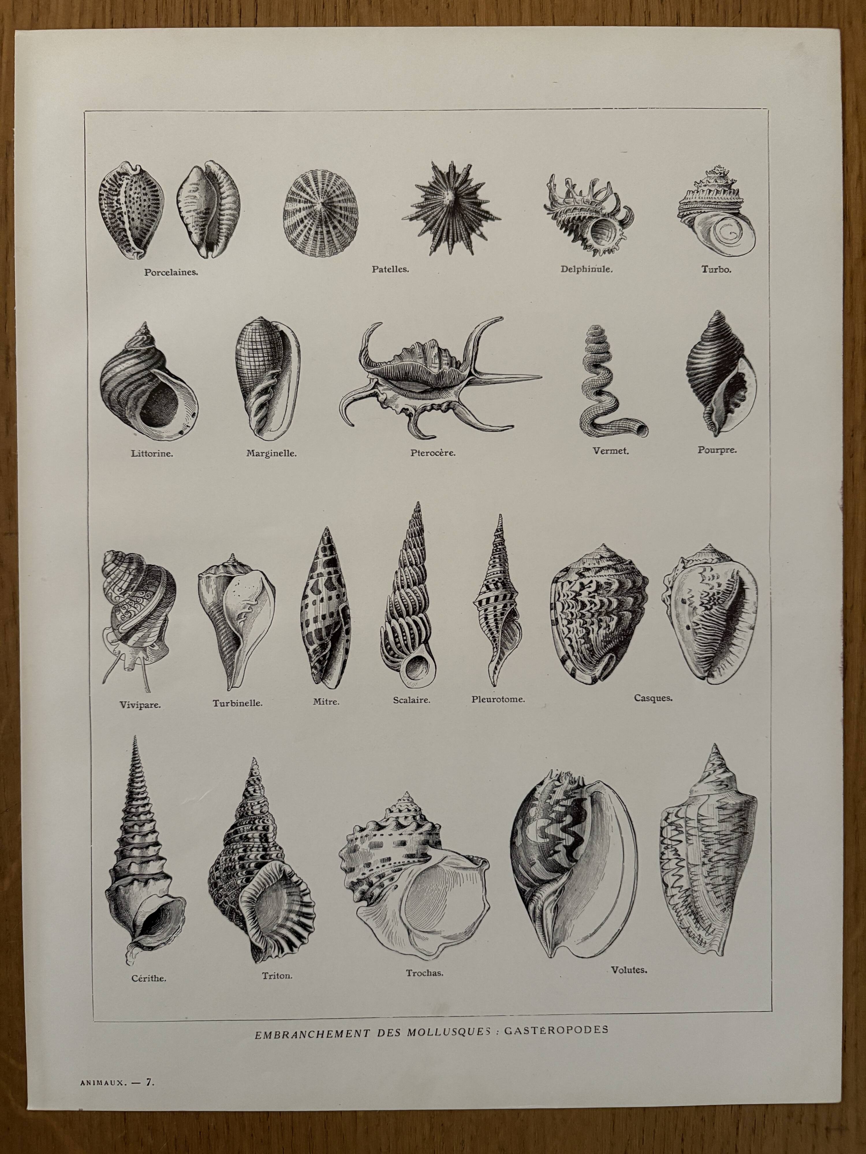 Old illustrated plate on gastropod molluscs - 1920