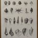 Old illustrated plate on gastropod molluscs - 1920