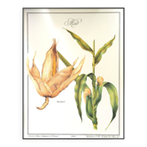 Le Maïs, illustration imprimée en 1986. Botanique Vintage. 24X31cm