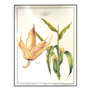 Le Maïs, illustration imprimée en 1986. Botanique Vintage. 24X31cm
